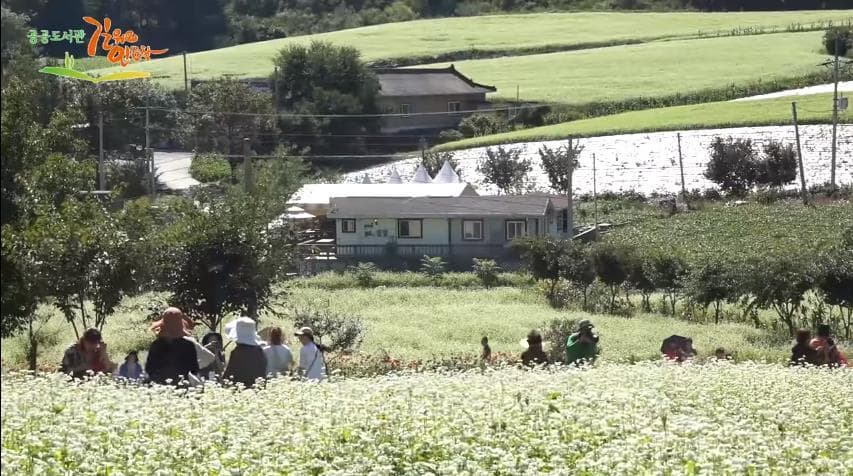 봉평 메밀 꽃밭에서 만난 작가 이효석